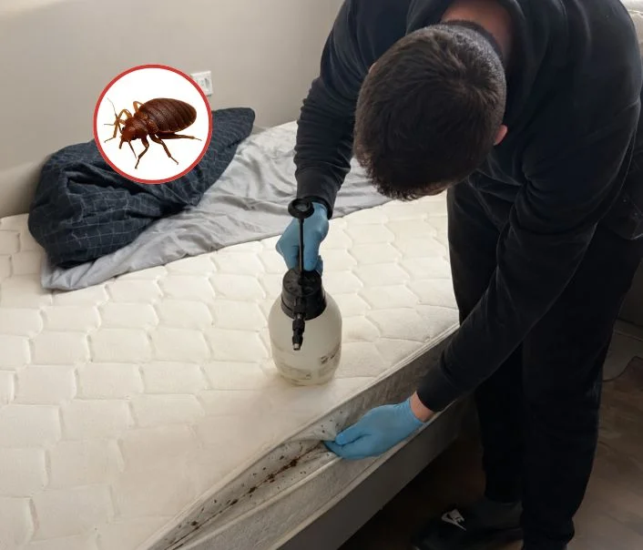 Technicien traitant un matelas contre les punaises de lit à Vétheuil